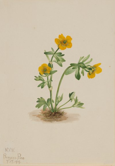 Renoncule des avalanches Ranunculus suksdorfii, 1919 - Mary Vaux Walcott