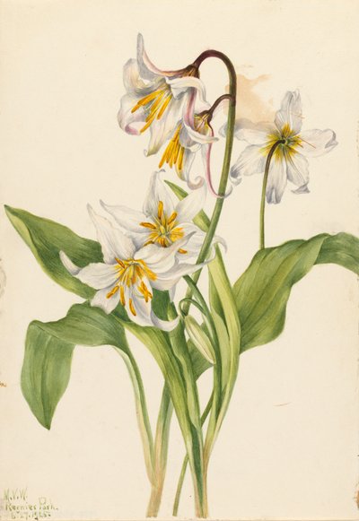 Lys avalanche Erythronium montanum, 1925 - Mary Vaux Walcott