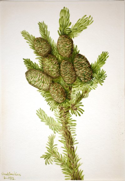 Sapin baumier (Albies fraseri) - Mary Vaux Walcott