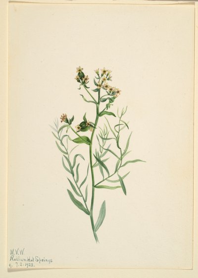 Linaire bâtarde (Comandra pallida) - Mary Vaux Walcott