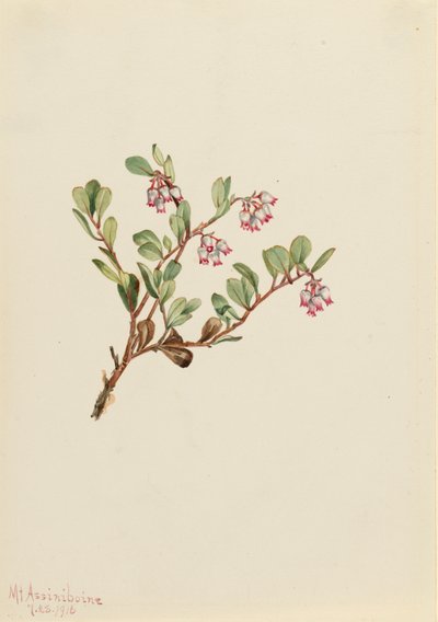 Busserole Arctostaphylos uva-ursi - Mary Vaux Walcott
