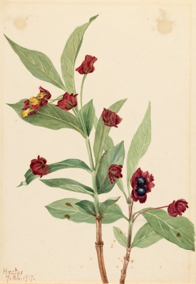 Chèvrefeuille de la busserole (Lonicera involucrata) - Mary Vaux Walcott