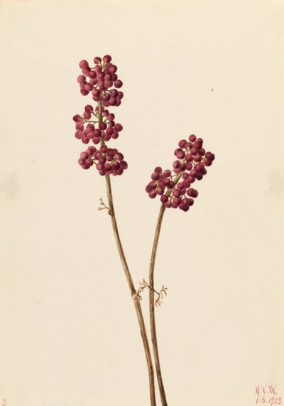 Baie de beauté (Callicarpa americana) - Mary Vaux Walcott