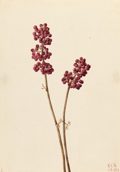 Callicarpe d