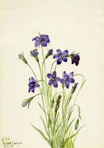 Campanule (Campanula) - Mary Vaux Walcott