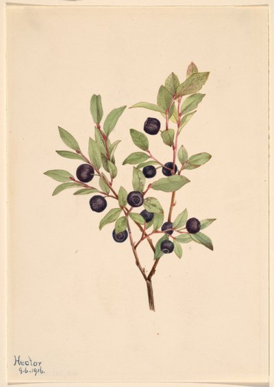 Myrtille à gros fruits (Vaccinium membranaceum) - Mary Vaux Walcott