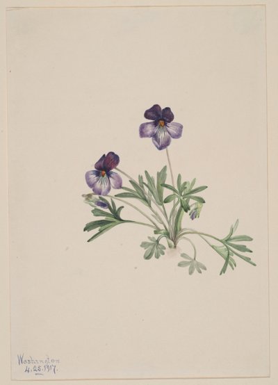 Violette à pied d