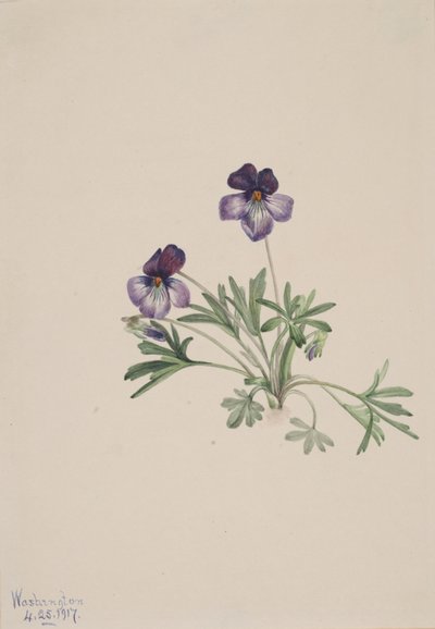 Violette pédatée, 1917 - Mary Vaux Walcott