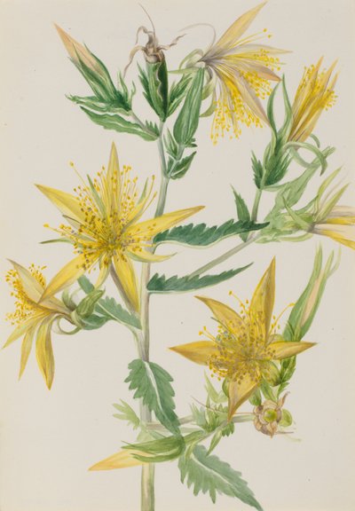 Mentzelia laevicaulis, vers 1930 - Mary Vaux Walcott