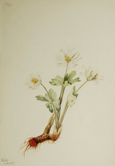 Sanguinaire du Canada, 1917 - Mary Vaux Walcott