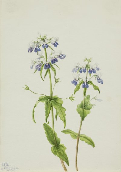 Marie aux yeux bleus (Collinsia verna) - Mary Vaux Walcott