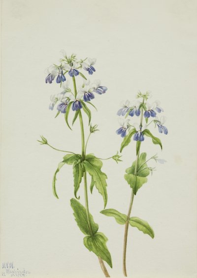 Collinsia verna aux yeux bleus, 1927 - Mary Vaux Walcott