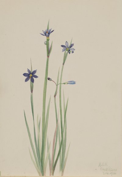 Sisyrinchium angustifolium (Sisyrinchium angustifolium) - Mary Vaux Walcott