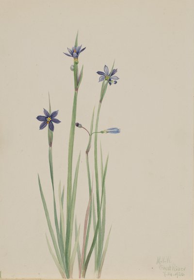 Herbe aux yeux bleus Sisyrinchium angustifolium, 1920 - Mary Vaux Walcott