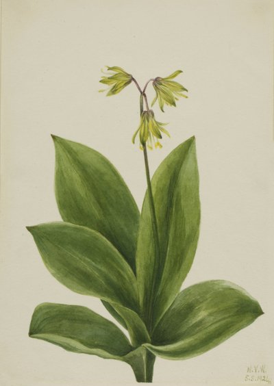 Clintonia borealis à perles bleues, 1924 - Mary Vaux Walcott