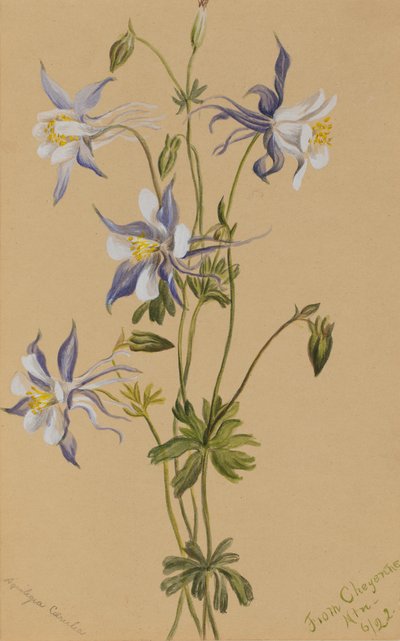 Ancolie bleue (Aquilegia caerulea) - Mary Vaux Walcott