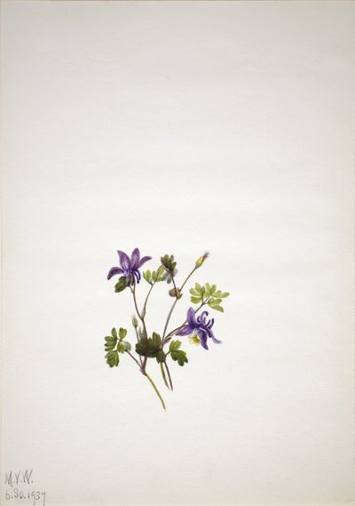 Ancolie bleue (Aquilegia saximontana) - Mary Vaux Walcott