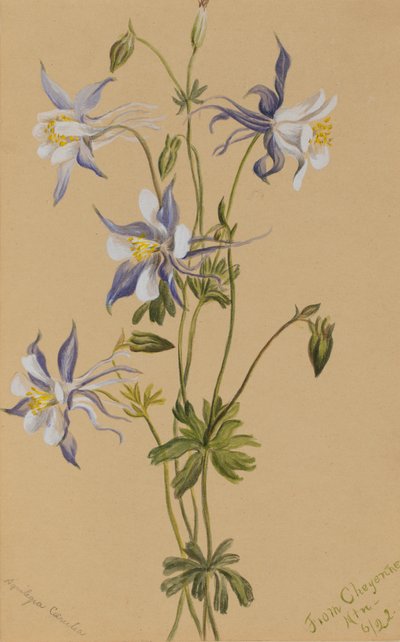 Ancolie bleue Aquilegia caerulea - Mary Vaux Walcott