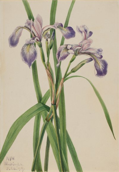 Iris versicolore - Mary Vaux Walcott