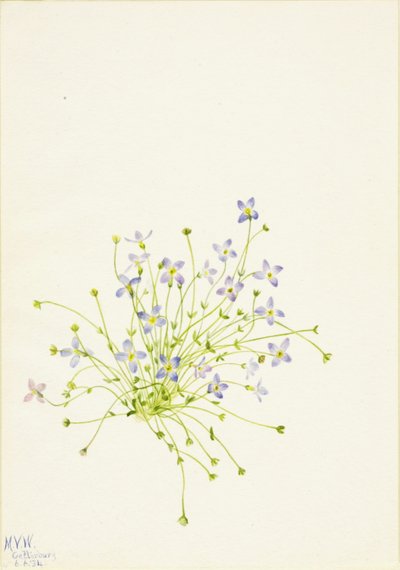 Bluets (Houstonia serpyllifolia) - Mary Vaux Walcott