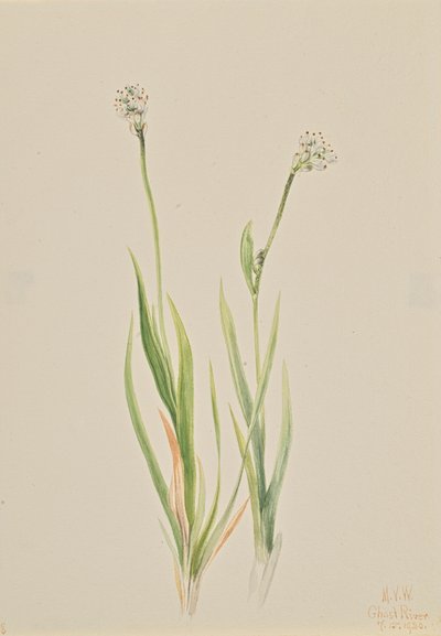 Tofieldie intermédiaire, 1920 - Mary Vaux Walcott