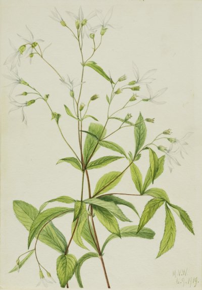 Porteranthus trifoliatus, 1919 - Mary Vaux Walcott