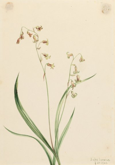 Cloches de bronze (Stenanthium occidentale) - Mary Vaux Walcott