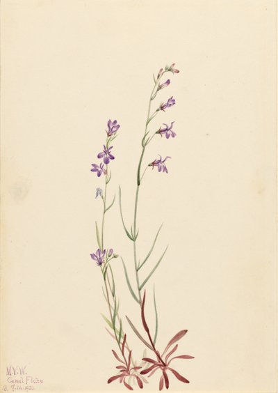 Lobélie des ruisseaux (Lobelia kalmii) - Mary Vaux Walcott
