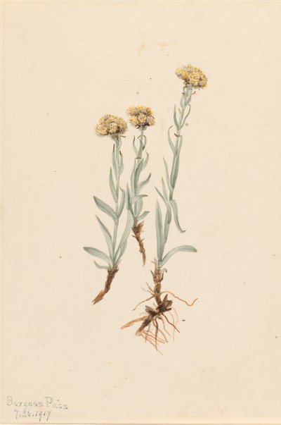 Antennaria luzuloides, 1917 - Mary Vaux Walcott