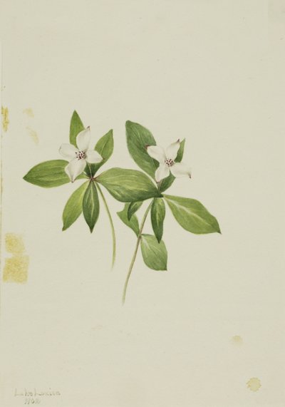 Cornouiller (Cornus canadensis) - Mary Vaux Walcott
