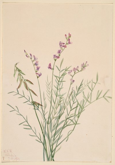 Astragale de Burgess (Astragalus bourgovii) - Mary Vaux Walcott