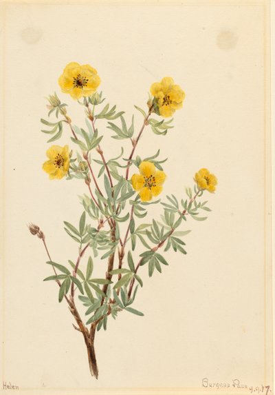 Potentille fruticosa, 1917 - Mary Vaux Walcott