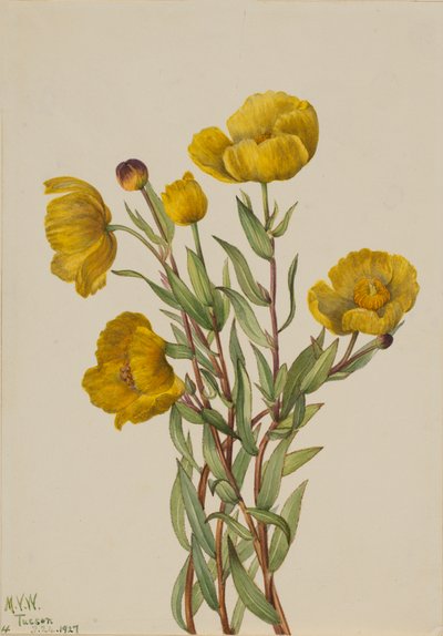 Pavot de brousse Dendromecon rigide, 1927 - Mary Vaux Walcott