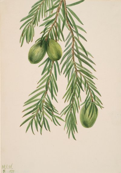 Noisetier de Californie Tumion californicum - Mary Vaux Walcott