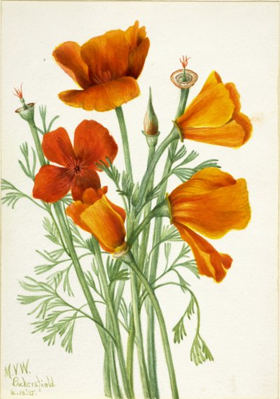 Pavot de Californie Eschscholtzia californica - Mary Vaux Walcott