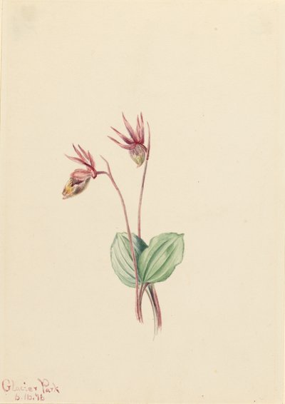 Calypso (Cytherea bulbosa) - Mary Vaux Walcott