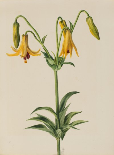 Lys du Canada (Lilium canadense) - Mary Vaux Walcott
