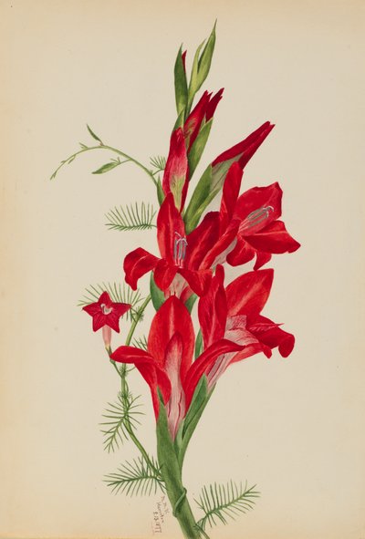 Cannas et vigne de cyprès Canna species et Ipomoea quamoclit, 1877 - Mary Vaux Walcott