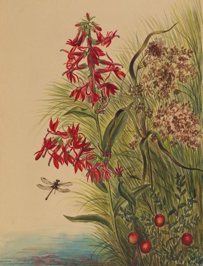 Fleur de cardinal (Lobelia cardinalis) - Mary Vaux Walcott