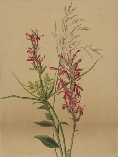 Cardinal Lobelia cardinalis, 1878 - Mary Vaux Walcott