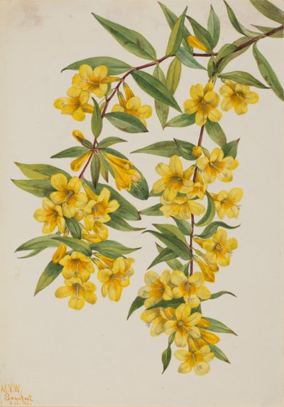 Jessamine de Caroline (Gelsemium sempervirens) - Mary Vaux Walcott