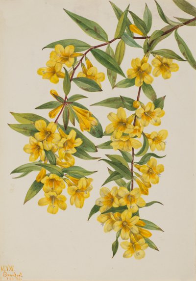Caroline Jessamine Gelsemium sempervirens - Mary Vaux Walcott