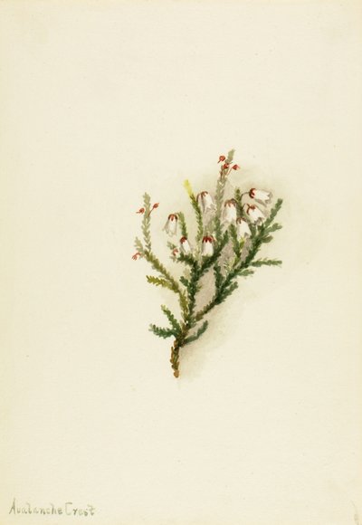 Cassiope Cassiope mertensiana - Mary Vaux Walcott
