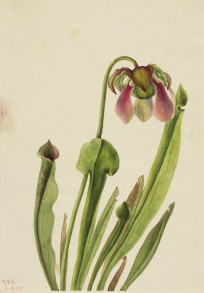 Sarracénie de Catesby, 1929 - Mary Vaux Walcott