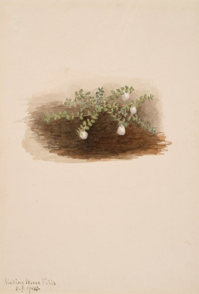 Chiogenes hispidula, 1904 - Mary Vaux Walcott