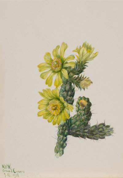 Cholla Opuntia whipplei - Mary Vaux Walcott