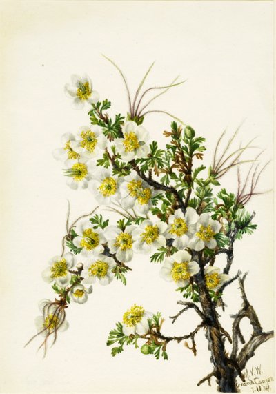 Cliffrose, 1934 - Mary Vaux Walcott