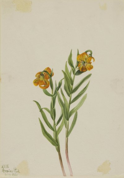 Lys de Columbia (Lilium columbianum) - Mary Vaux Walcott
