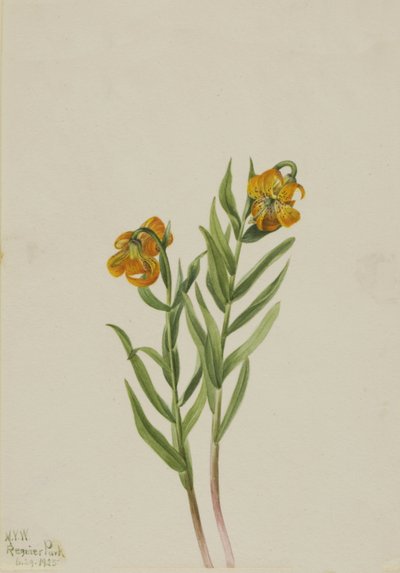Lys de Columbia Lilium columbianum, 1925 - Mary Vaux Walcott