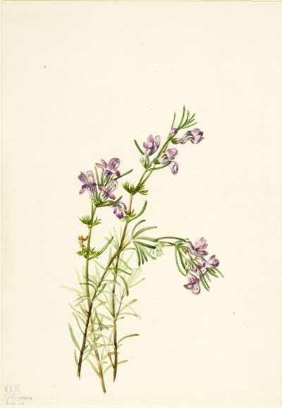 Conradina verticillata - Mary Vaux Walcott